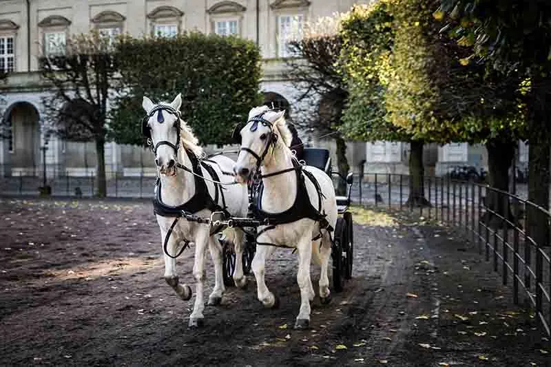 old chariot pulled by two horses