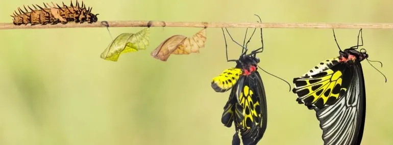 evolution of caterpillar into a butterfly