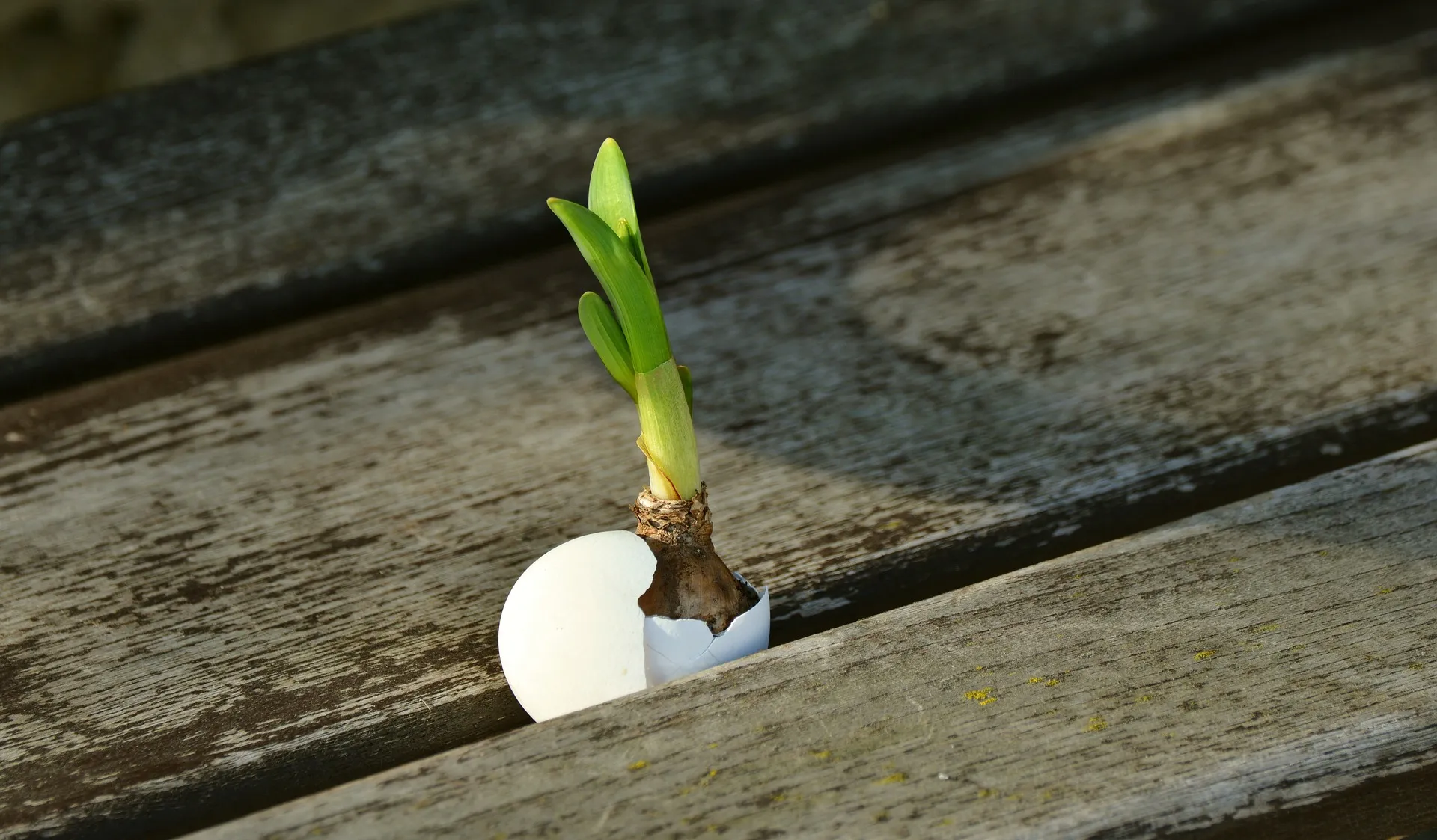 a small sprout in between wodden planks